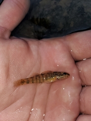 Etheostoma zonale