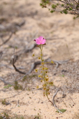 Drosera neesii