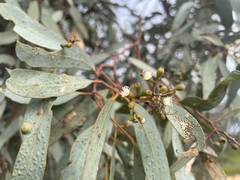Eucalyptus largiflorens