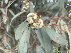Eucalyptus largiflorens