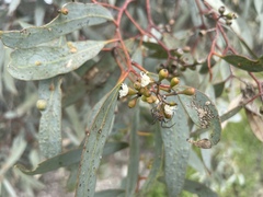 Eucalyptus largiflorens