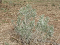 Senecio viravira