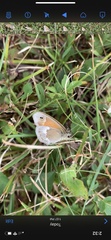 Coenonympha california