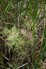 Tamarix laxa