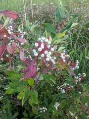 Cornus racemosa