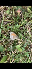 Coenonympha california