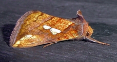 Plusia putnami