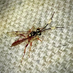Cratichneumon