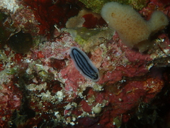 Phyllidiopsis xishaensis