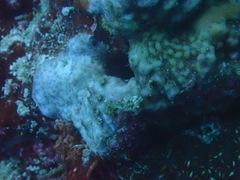 Montipora