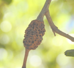 Cynipoidea