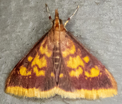 Pyrausta acrionalis