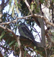 Podargus strigoides