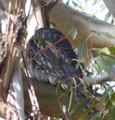 Podargus strigoides