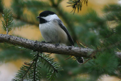 Poecile atricapillus