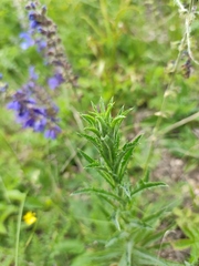 Carlina biebersteinii