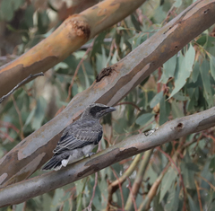 Coracina novaehollandiae