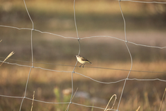 Acanthiza chrysorrhoa