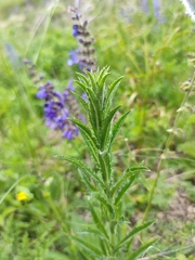Carlina biebersteinii