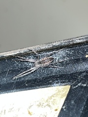 Pisaurina mira