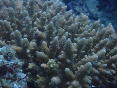 Acropora