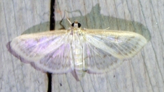 Herpetogramma aquilonalis