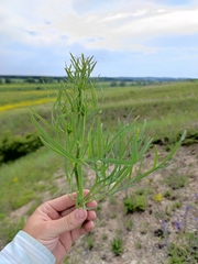 Falcaria vulgaris