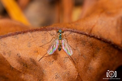 Amblypsilopus dorsalis