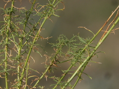 Baccharis ulicina