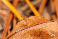 Amblypsilopus dorsalis