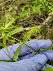 Veronica scutellata