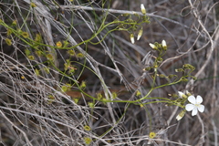 Drosera hirsuta