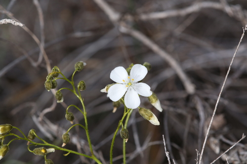 Drosera hirsuta (Drosera hirsuta)