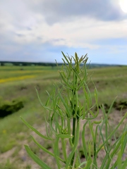 Falcaria vulgaris