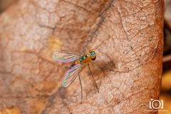 Amblypsilopus dorsalis