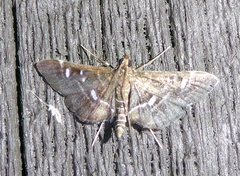 Diathrausta harlequinalis