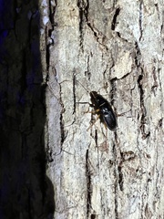 Harpalus pensylvanicus