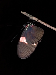 Heliconius erato