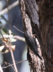 Cormobates leucophaea