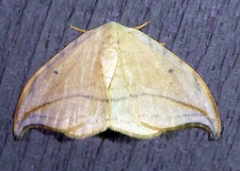 Drepana arcuata