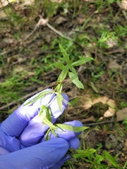 Veronica scutellata