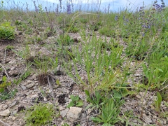Falcaria vulgaris