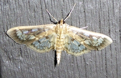 Herpetogramma thestealis