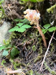 Monotropa hypopitys