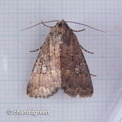 Condica illecta