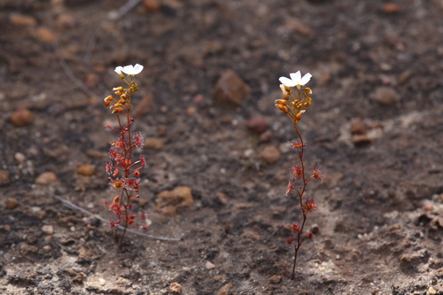 Drosera radicans