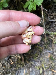 Monotropa hypopitys
