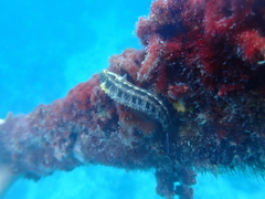 Petroscirtes breviceps