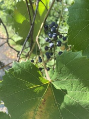 Vitis vulpina