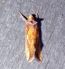 Plusia putnami
